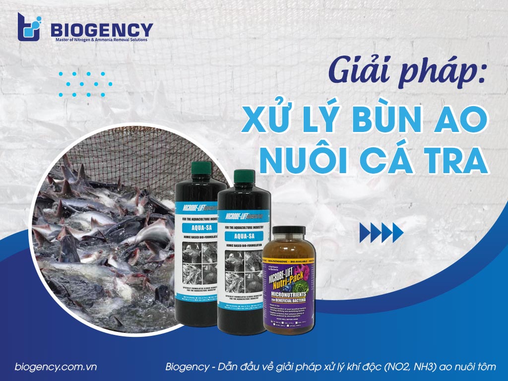 [BIOGENCY] Giải pháp: Xử lý bùn ao nuôi cá tra