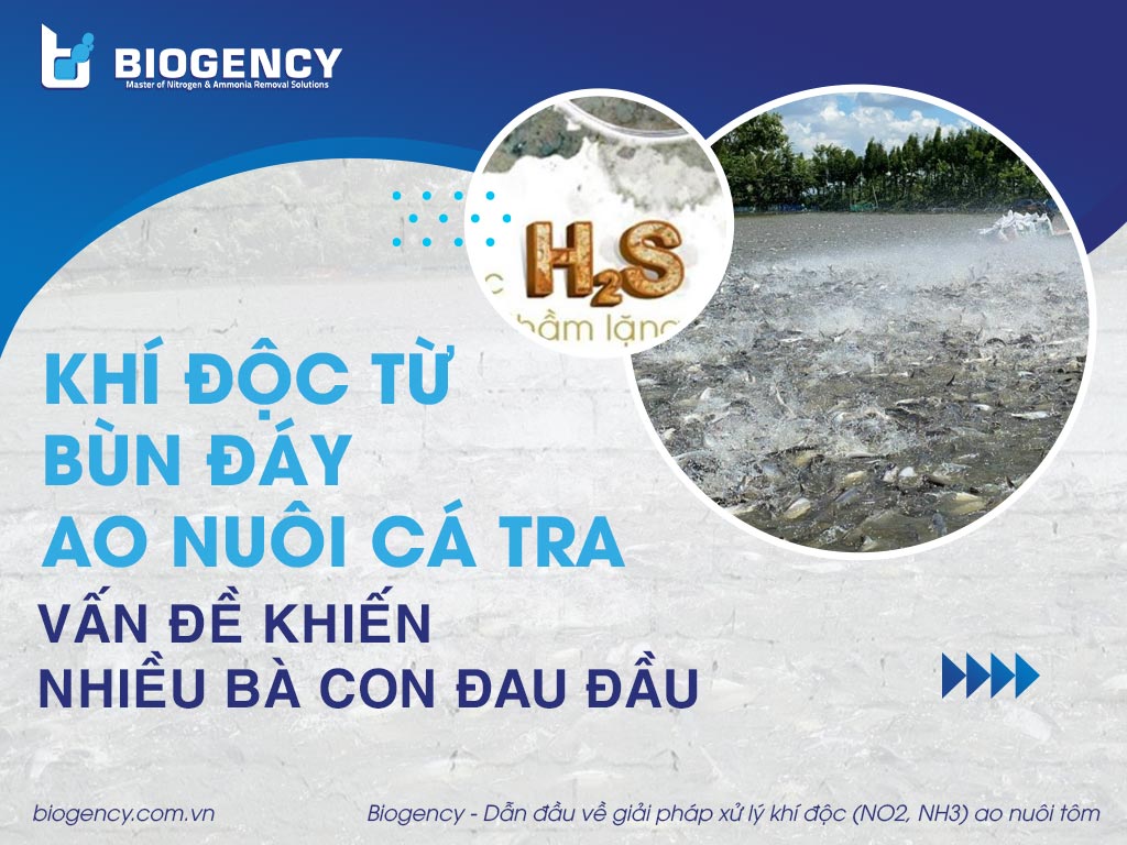Khí độc phát sinh từ bùn đáy ao nuôi cá tra, vấn đề khiến nhiều bà con đau đầu