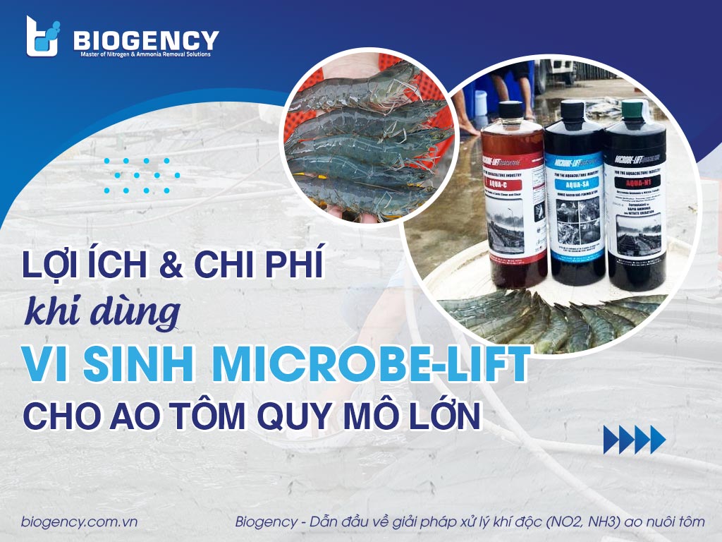 Phân tích lợi ích và chi phí khi dùng vi sinh Microbe-Lift cho ao tôm quy mô lớn