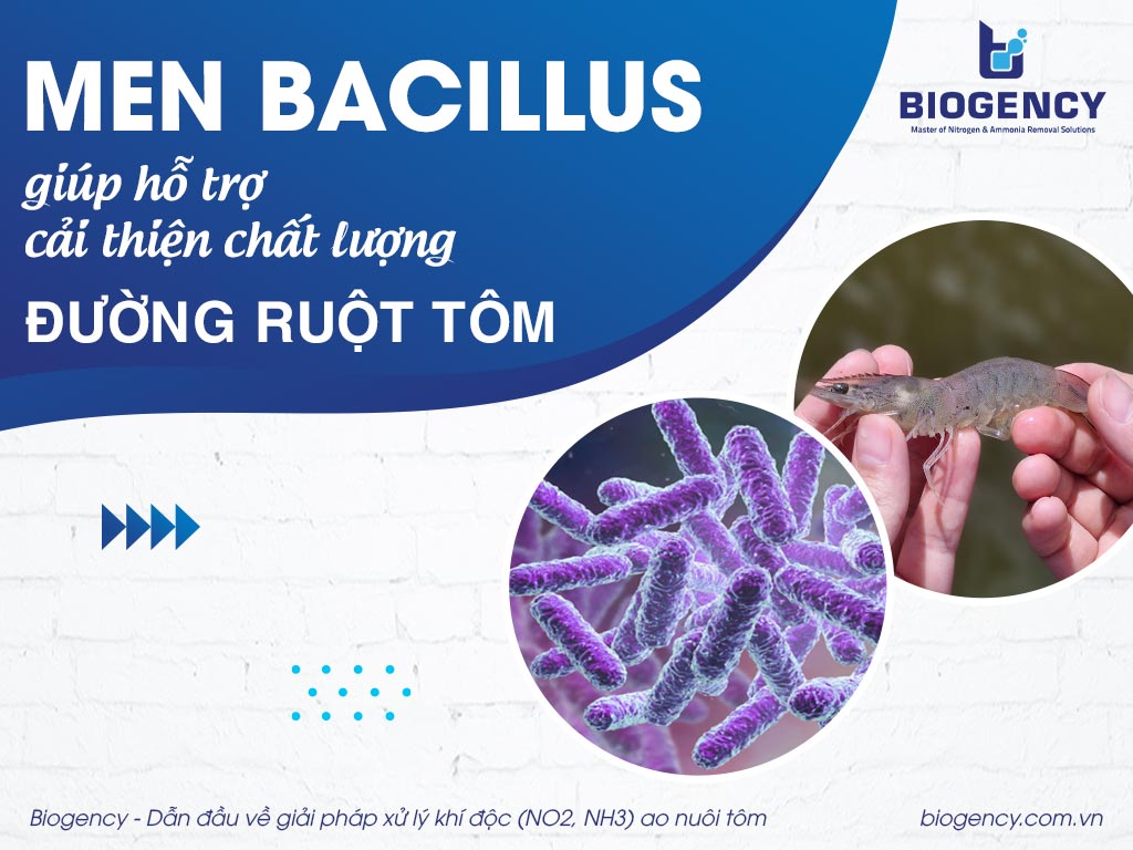Men Bacillus giúp hỗ trợ cải thiện chất lượng đường ruột tôm