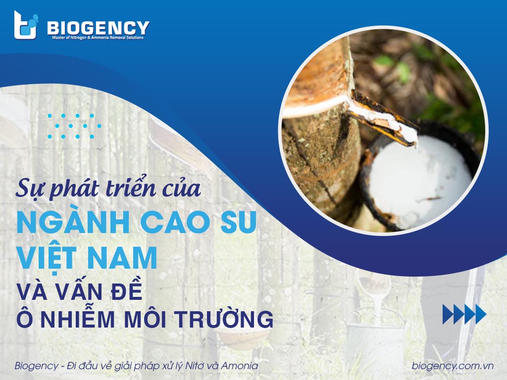 Sự phát triển của ngành cao su Việt Nam và vấn đề ô nhiễm môi trường