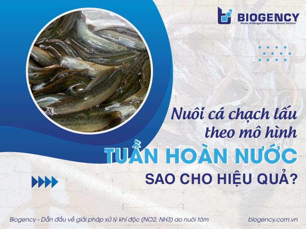Nuôi cá chạch lấu theo mô hình tuần hoàn nước sao cho hiệu quả?