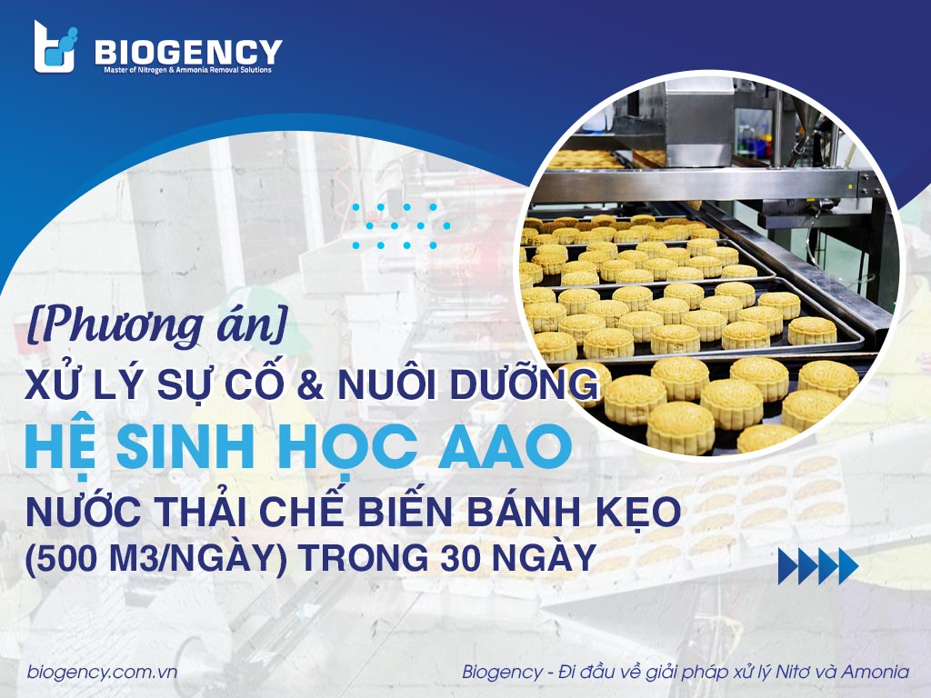 [Phương án] Xử lý sự cố & Nuôi dưỡng hệ sinh học AAO nước thải chế biến bánh kẹo (500 m3/ngày) trong 30 ngày