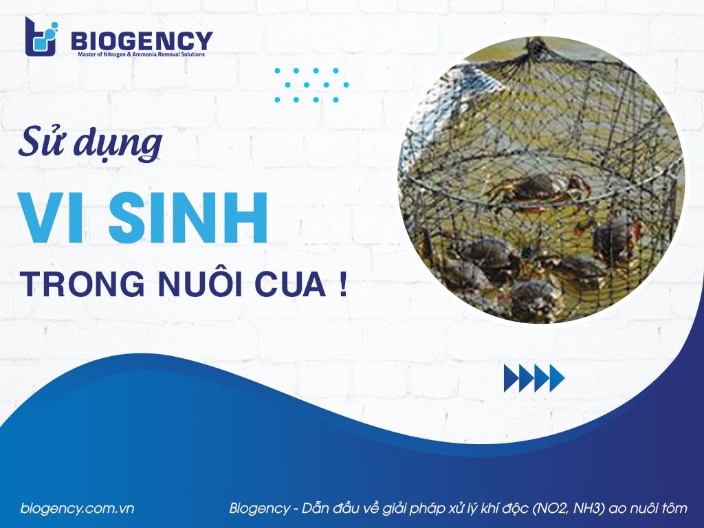 Sử dụng Vi sinh trong nuôi cua !