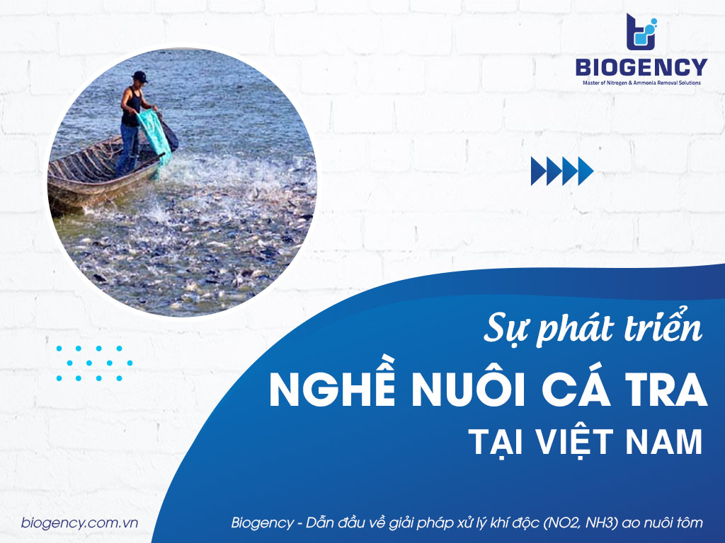 Tổng quan về sự phát triển nghề nuôi cá tra tại Việt Nam