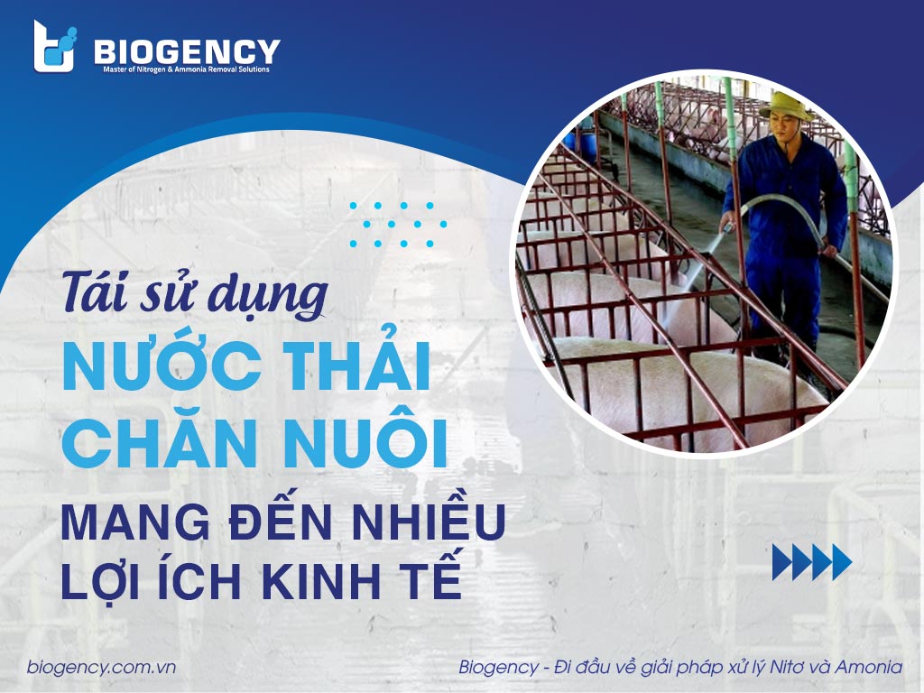 Tái sử dụng nước thải chăn nuôi mang đến nhiều lợi ích kinh tế