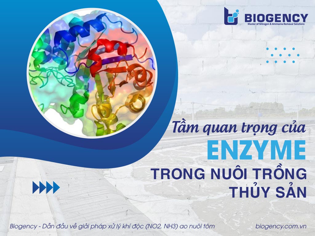 Tầm quan trọng của Enzyme trong nuôi trồng thủy sản