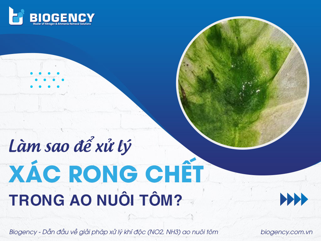 Xác rong chết nhiều trong ao nuôi tôm, làm sao để xử lý?