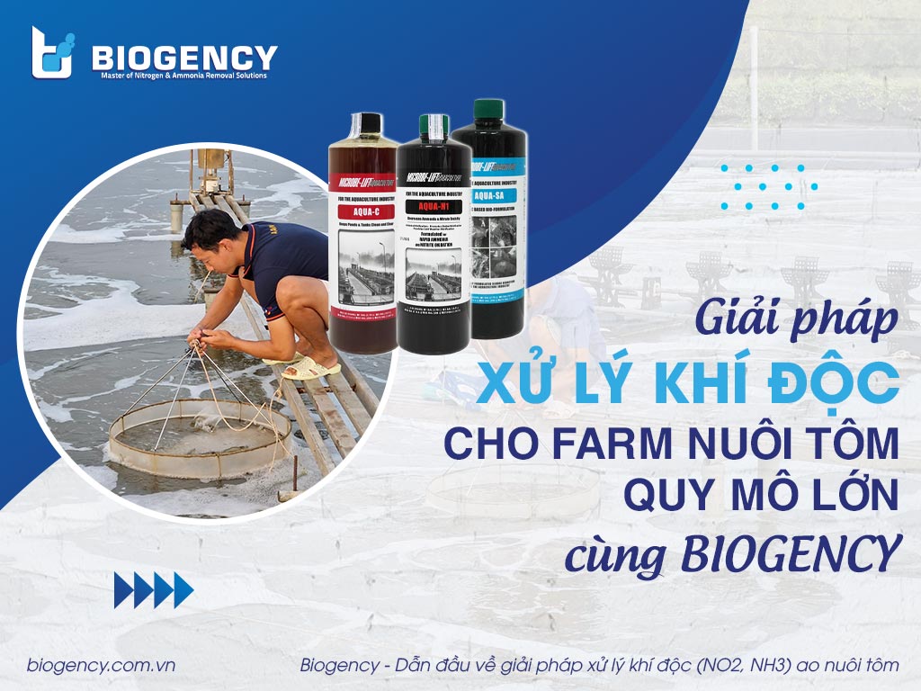 Giải pháp xử lý khí độc cho các farm nuôi tôm quy mô lớn cùng BIOGENCY