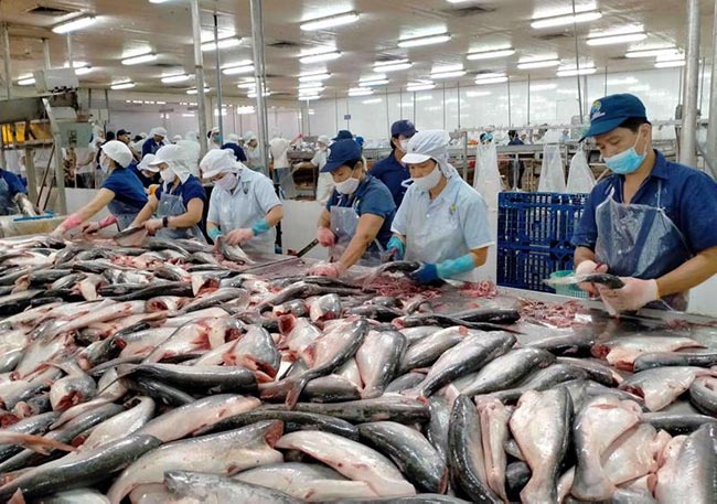 Xuất khẩu cá tra tăng mạnh nhưng mức độ không đồng đều. Xuất khẩu cá tra tăng mạnh nhưng mức độ không đồng đều.