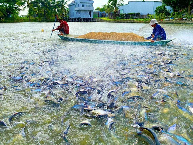 Nâng cao chất lượng, tăng khả năng cạnh tranh xuất khẩu cá tra. Nâng cao chất lượng, tăng khả năng cạnh tranh xuất khẩu cá tra.