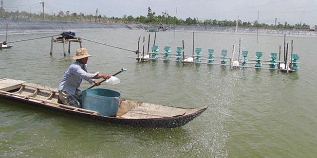 Chỉ sử dụng kháng sinh được chỉ định chính xác khi tôm bị mủ đuôi. Chỉ sử dụng kháng sinh được chỉ định chính xác khi tôm bị mủ đuôi.