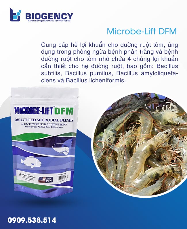 Tăng cường sức khỏe đường ruột của tôm với men vi sinh đường ruột Microbe-Lift DFM. Tăng cường sức khỏe đường ruột của tôm với men vi sinh đường ruột Microbe-Lift DFM.