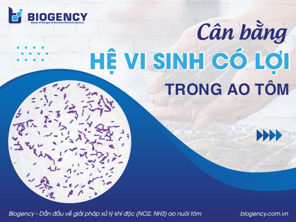 Cân bằng hệ vi sinh có lợi trong ao tôm