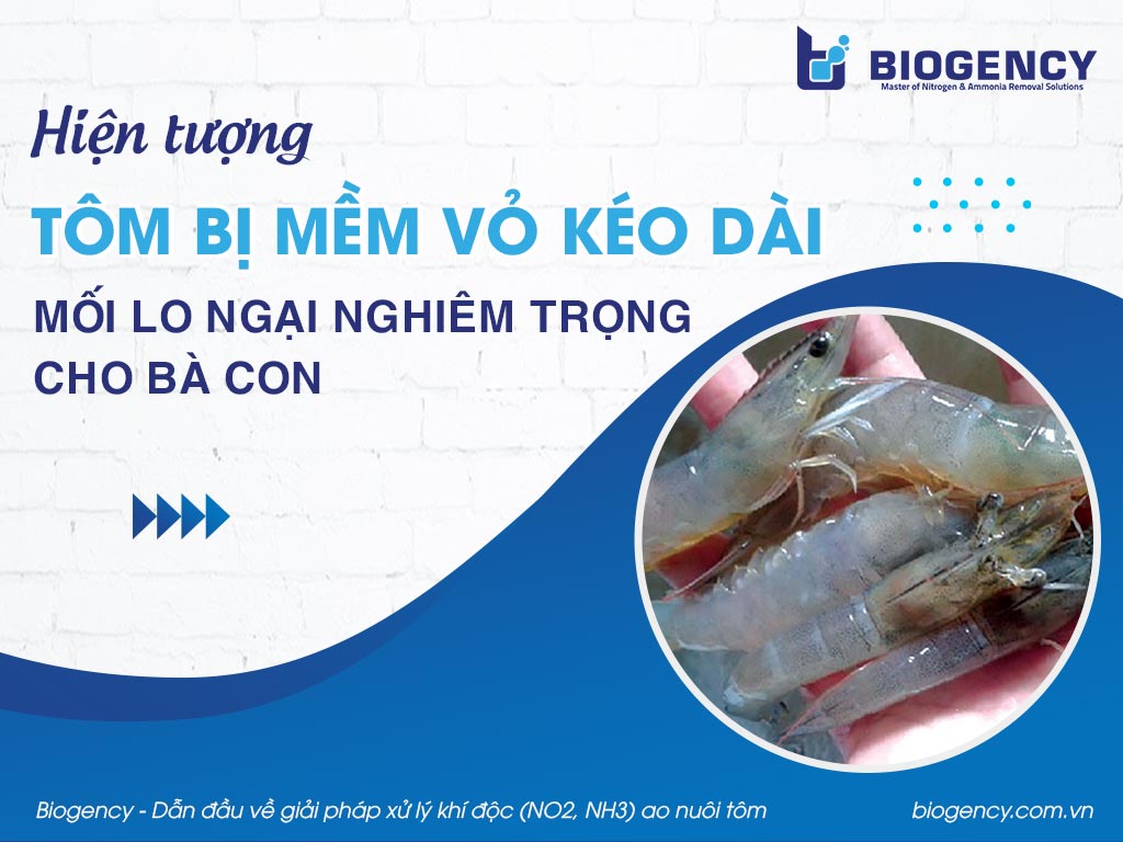 Hiện tượng tôm bị mềm vỏ kéo dài - mối lo ngại nghiêm trọng cho bà con