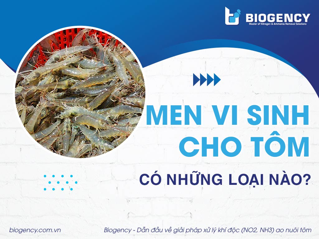 Men vi sinh cho tôm có những loại nào?