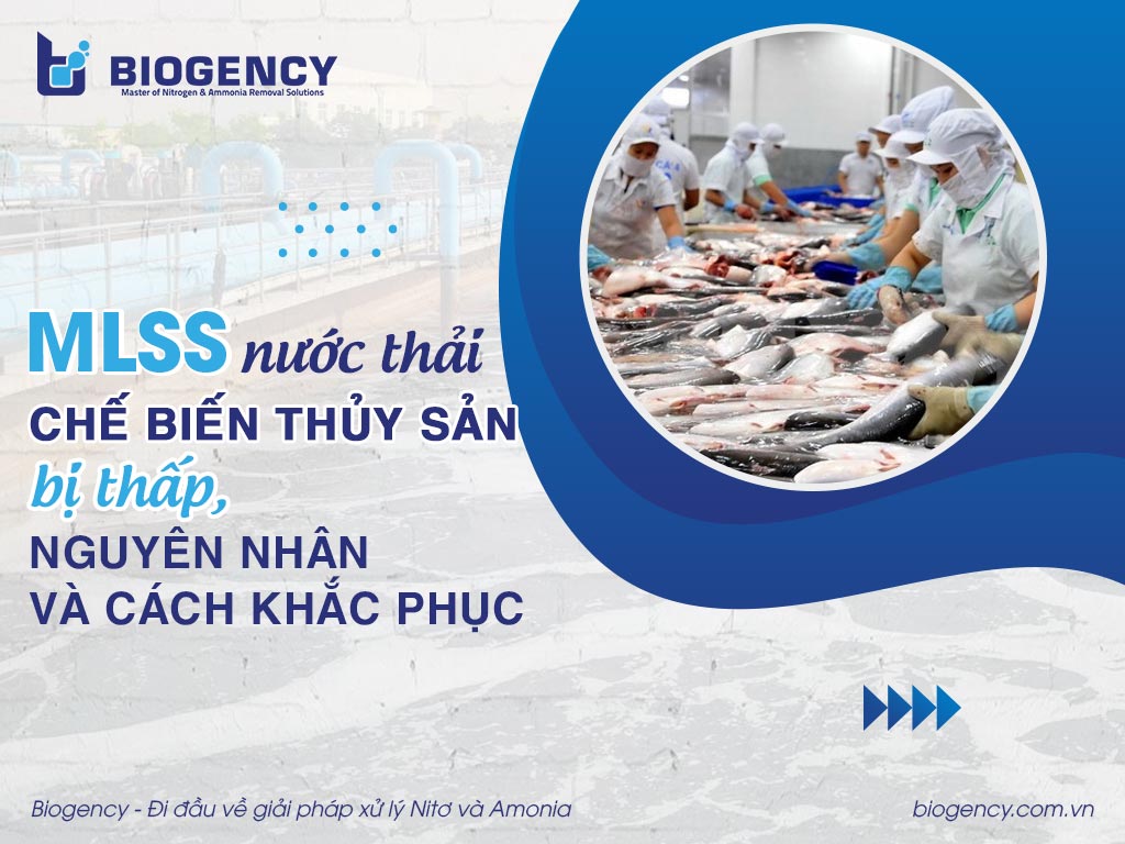 MLSS của nước thải chế biến thủy sản bị thấp, nguyên nhân và cách khắc phục