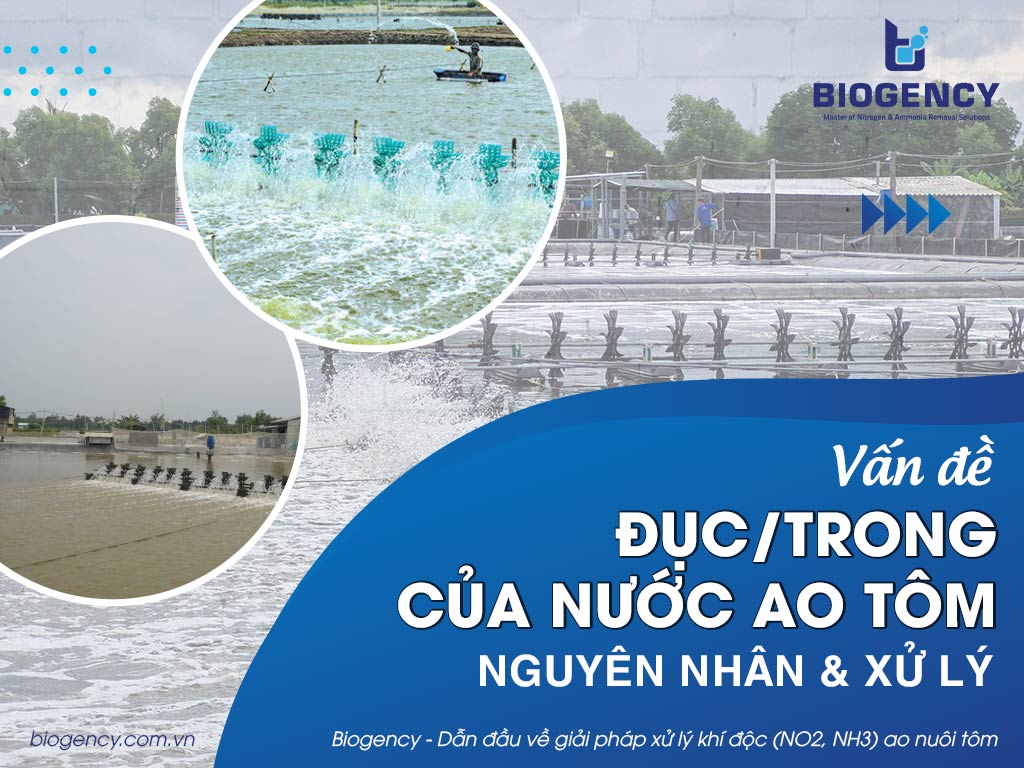 Vấn đề đục/trong của nước ao tôm: Phân tích nguyên nhân và giải pháp xử lý