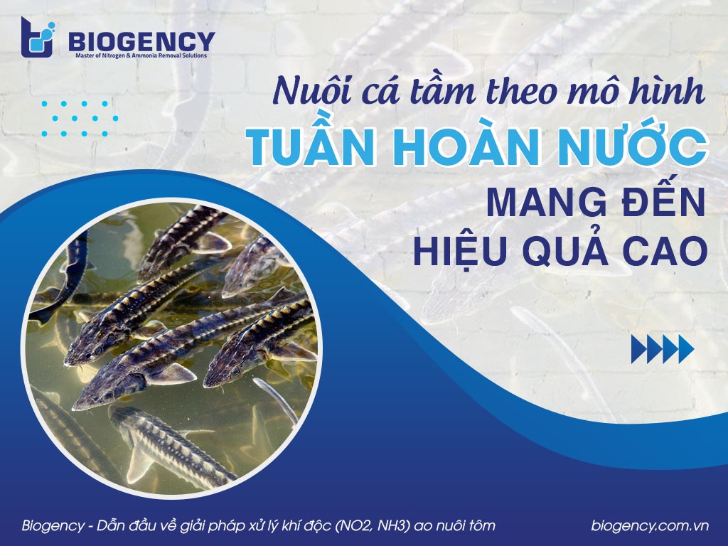 Nuôi cá tầm theo mô hình tuần hoàn nước mang đến hiệu quả cao