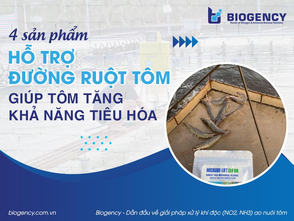 4 sản phẩm hỗ trợ đường ruột tôm, giúp tôm tăng khả năng tiêu hóa