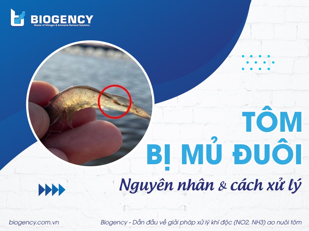 Tôm bị mủ đuôi: Nguyên nhân và cách xử lý