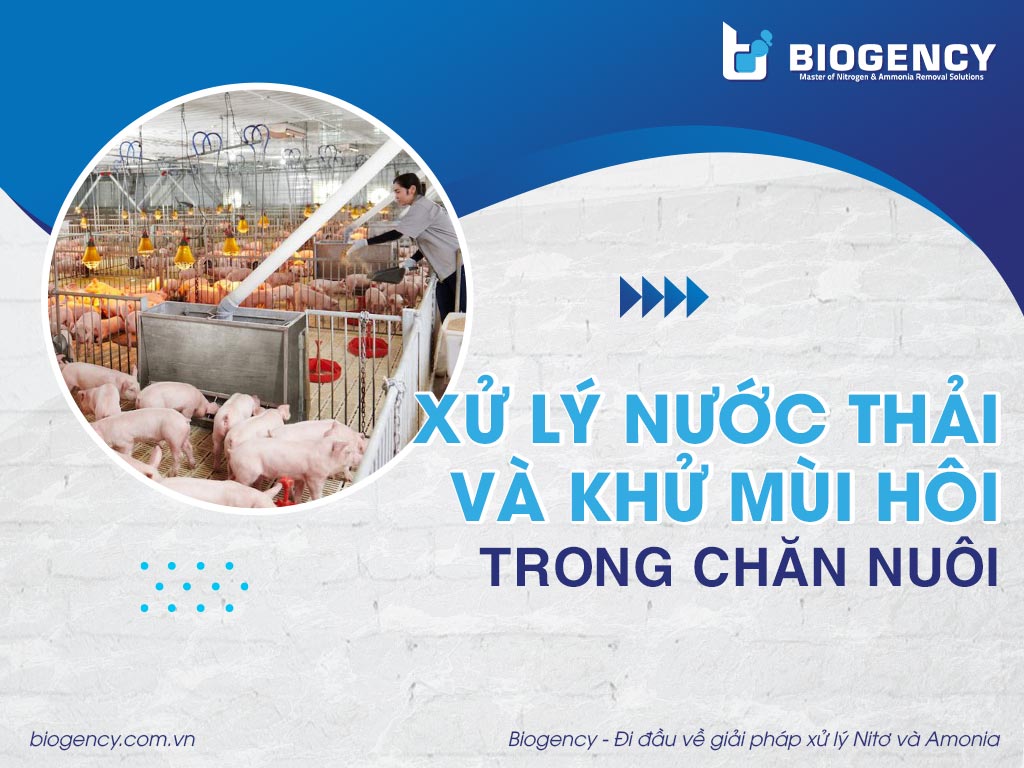 Xử lý nước thải và khử mùi hôi trong chăn nuôi
