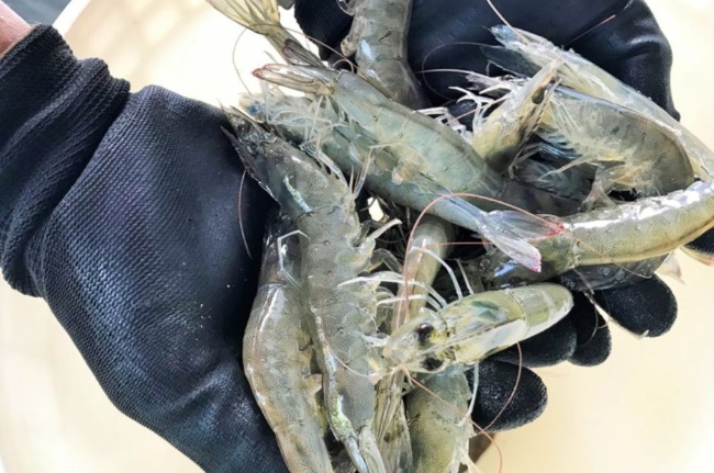 Sử dụng Enzyme trong nuôi trồng thủy sản đúng cách giúp nâng cao năng suất nuôi tôm. Sử dụng Enzyme trong nuôi trồng thủy sản đúng cách giúp nâng cao năng suất nuôi tôm.