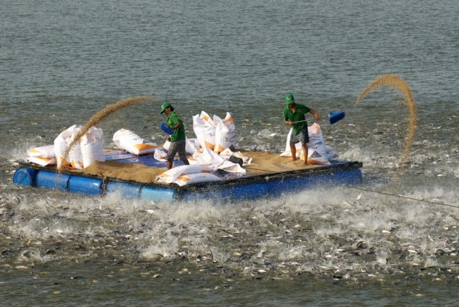 Người nuôi đang cho cá tra ăn. Người nuôi đang cho cá tra ăn.