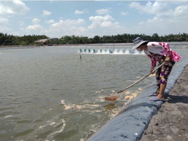 Xử lý ao tôm bị váng bọt khó tan bằng phương pháp thủ công. Xử lý ao tôm bị váng bọt khó tan bằng phương pháp thủ công.