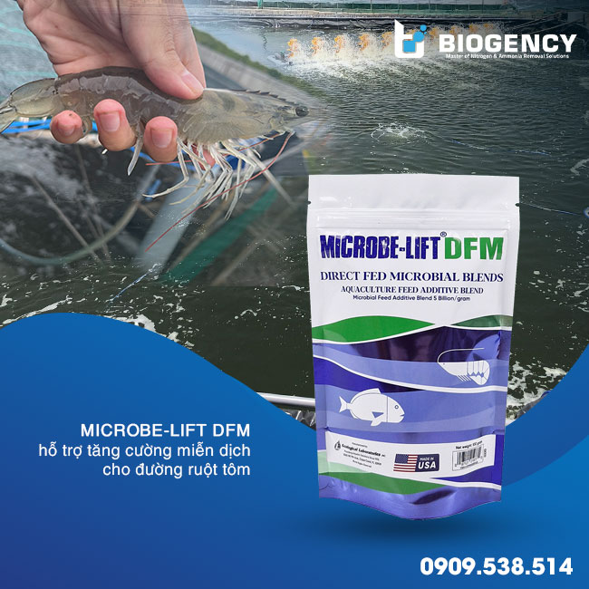 Microbe-Lift DFM hỗ trợ tăng cường miễn dịch cho đường ruột tôm. Microbe-Lift DFM hỗ trợ tăng cường miễn dịch cho đường ruột tôm.