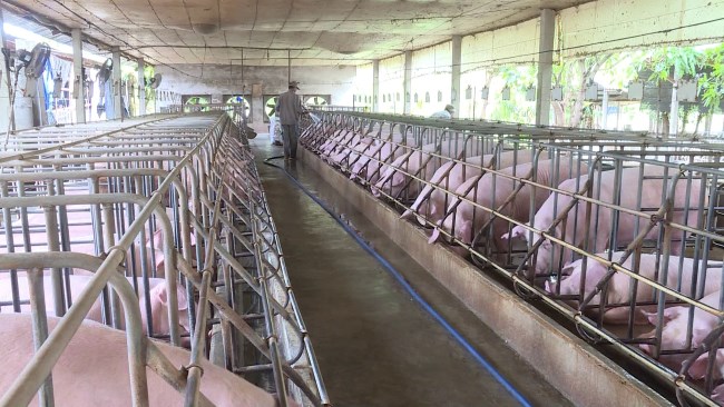 Một chuồng nuôi sạch là bước đầu giảm mùi hôi hiệu quả nhất. Một chuồng nuôi sạch là bước đầu giảm mùi hôi hiệu quả nhất.