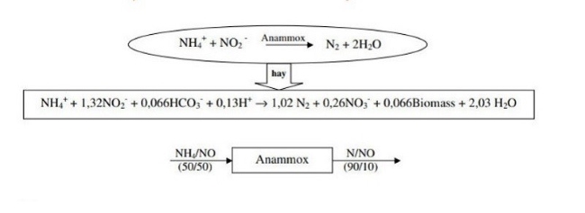 Phương pháp Anammox xử lý Amoni Phương pháp Anammox xử lý Amoni