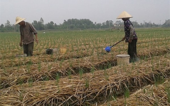 Tái sử dụng nước thải chăn nuôi làm phân bón cho cây trồng. Tái sử dụng nước thải chăn nuôi làm phân bón cho cây trồng.