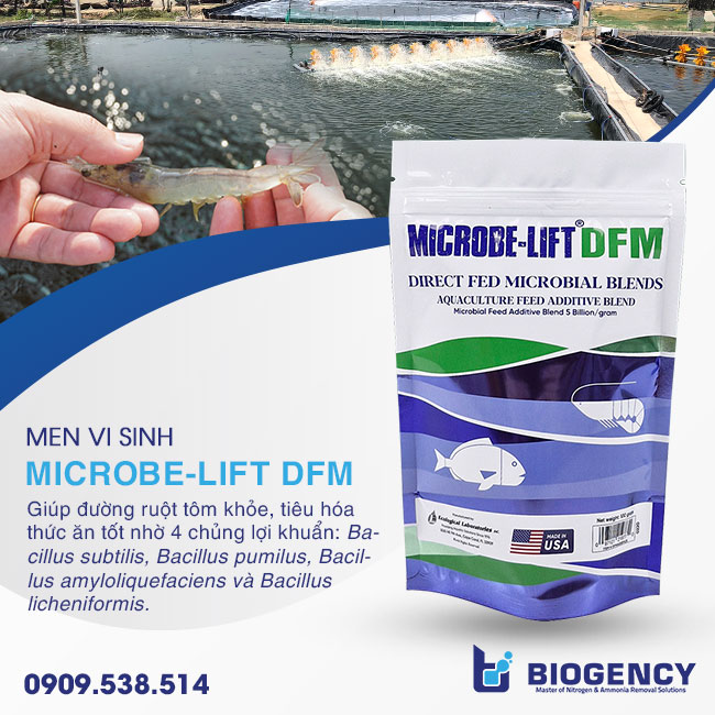 Men đường ruột Microbe-Lift DFM giúp đường ruột tôm khỏe, tiêu hóa thức ăn tốt hơn. Men đường ruột Microbe-Lift DFM giúp đường ruột tôm khỏe, tiêu hóa thức ăn tốt hơn.