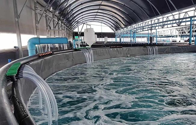 Công nghệ tuần hoàn RAS giảm thiểu tác động của mưa bão đến tôm nuôi. Công nghệ tuần hoàn RAS giảm thiểu tác động của mưa bão đến tôm nuôi.