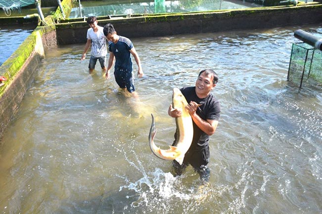 Cá tầm thương phẩm tại trang trại cá tầm Huỳnh Ngọc Thu. Cá tầm thương phẩm tại trang trại cá tầm Huỳnh Ngọc Thu.
