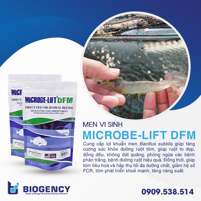 Men vi sinh Microbe-Lift DFM chứa chủng lợi khuẩn Bacillus subtilis có lợi cho đường ruột tôm. Men vi sinh Microbe-Lift DFM chứa chủng lợi khuẩn Bacillus subtilis có lợi cho đường ruột tôm.