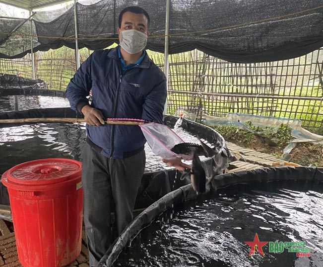 Anh Bùi Bích Phong bên trại cá tầm - Nguồn: Báo quân đội nhân dân. Anh Bùi Bích Phong bên trại cá tầm - Nguồn: Báo quân đội nhân dân.