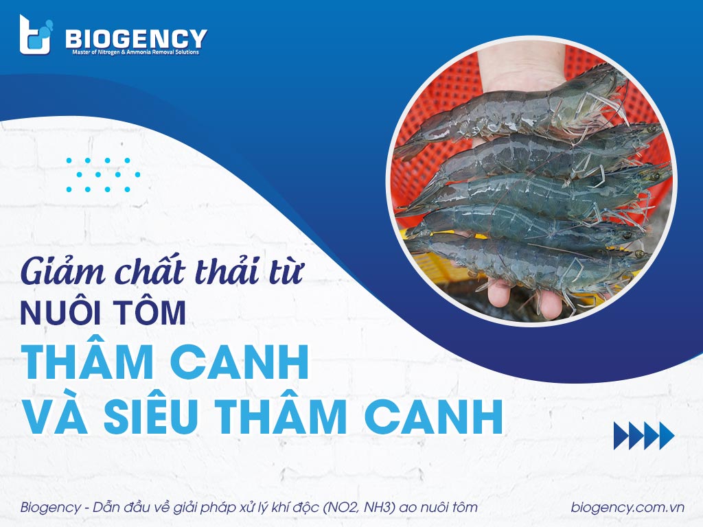 Giảm chất thải từ nuôi tôm thâm canh và siêu thâm canh