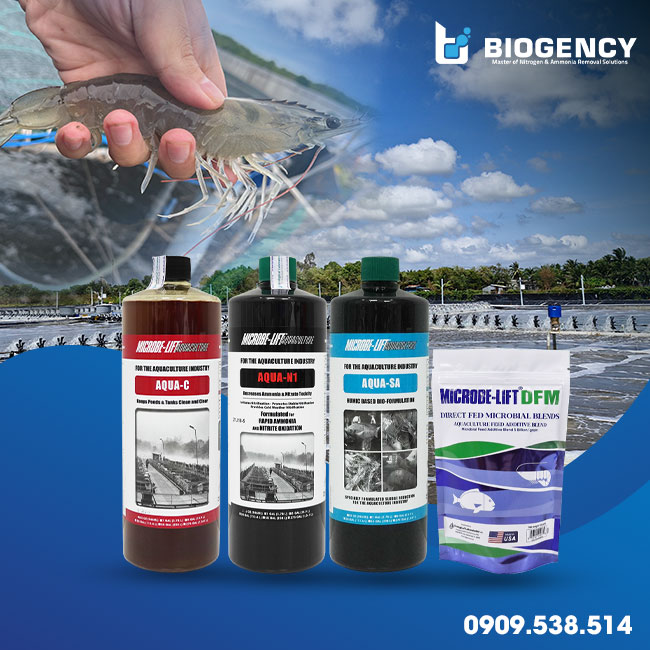 Men vi sinh Microbe-Lift được ưu tiên lựa chọn sử dụng trong quy trình nuôi tôm không thay nước. Men vi sinh Microbe-Lift được ưu tiên lựa chọn sử dụng trong quy trình nuôi tôm không thay nước.
