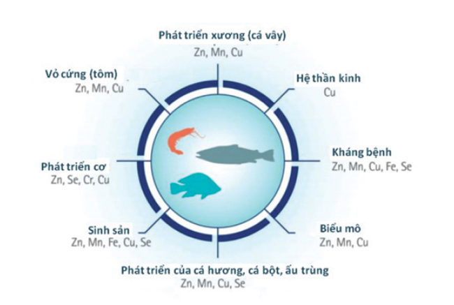 Tôm, cá cần khoáng để sinh trưởng khỏe mạnh. Tôm, cá cần khoáng để sinh trưởng khỏe mạnh.