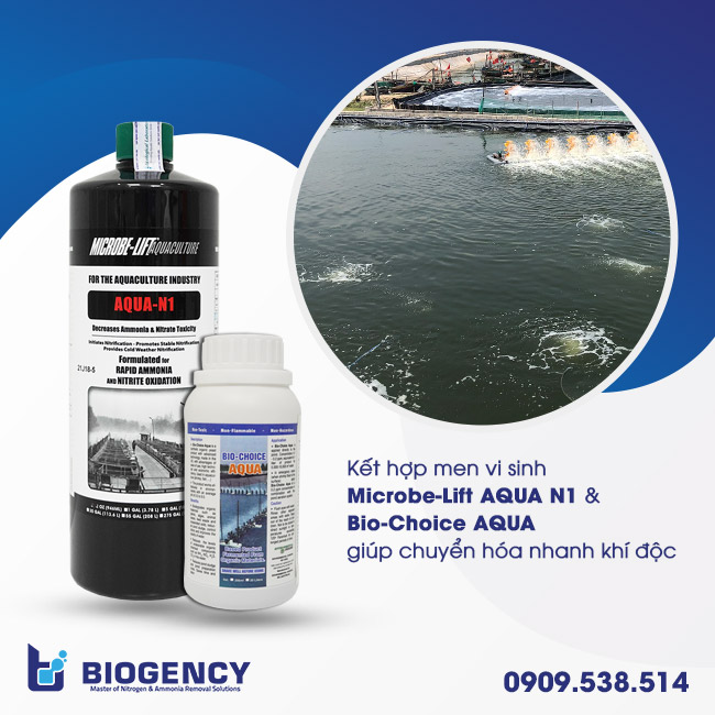 Kết hợp men vi sinh Microbe-Lift AQUA N1 & Bio-Choice AQUA giúp chuyển hóa nhanh khí độc Kết hợp men vi sinh Microbe-Lift AQUA N1 & Bio-Choice AQUA giúp chuyển hóa nhanh khí độc