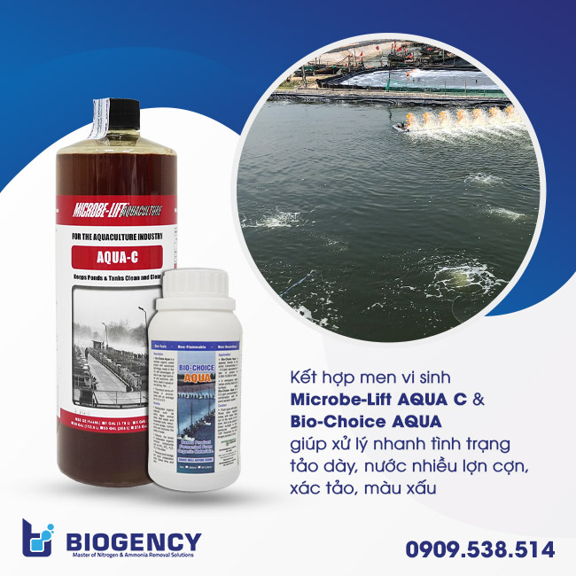 Kết hợp men vi sinh Microbe-Lift AQUA C & Bio-Choice AQUA giúp xử lý nhanh tình trạng tảo dày, nước nhiều lợn cợn, xác tảo, màu xấu Kết hợp men vi sinh Microbe-Lift AQUA C & Bio-Choice AQUA giúp xử lý nhanh tình trạng tảo dày, nước nhiều lợn cợn, xác tảo, màu xấu