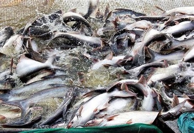 Cá tra thương phẩm khi được áp dụng mô hình Biofloc và bổ sung vi sinh đúng cách. Cá tra thương phẩm khi được áp dụng mô hình Biofloc và bổ sung vi sinh đúng cách.