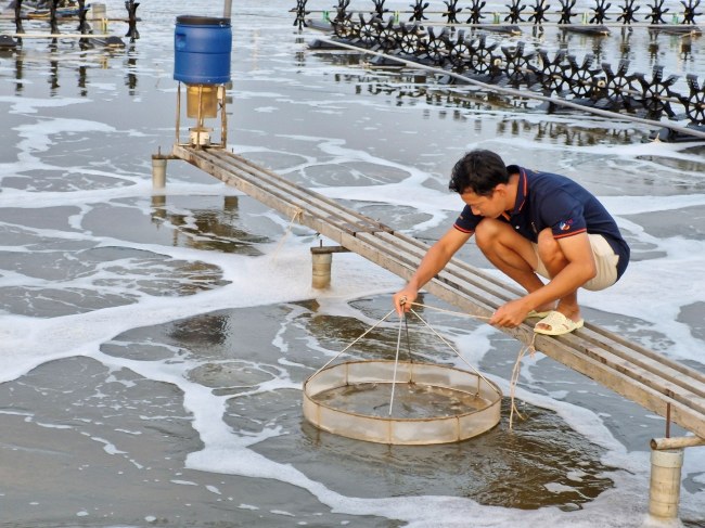 Luôn theo dõi trong quá trình phục hồi tôm sau stress. Luôn theo dõi trong quá trình phục hồi tôm sau stress.