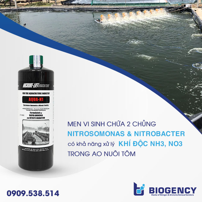 Men vi sinh chứa 2 chủng Nitrosomonas và Nitrobacter có khả năng xử lý khí độc NH3, NO3 trong ao nuôi tôm. Hướng dẫn sử dụng vôi trong nuôi tôm: Các trường hợp và liều lượng cụ thể