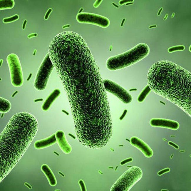 Bacillus Pumilus là vi khuẩn gram dương, hiếu khí, hình que di động. Bacillus Pumilus là vi khuẩn gram dương, hiếu khí, hình que di động.