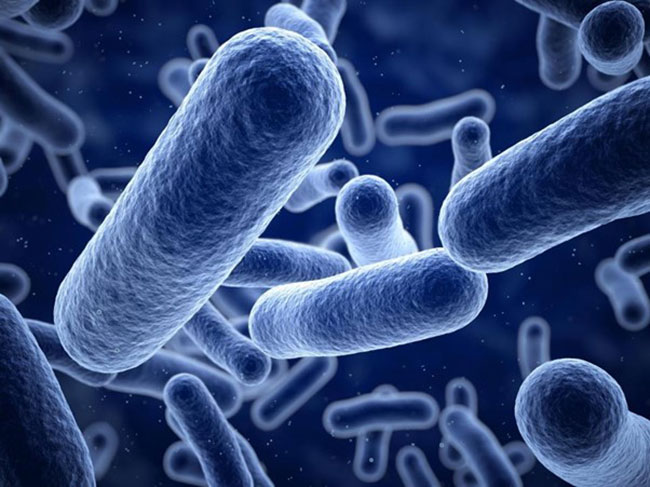 Lợi khuẩn Bacillus subtilis. Lợi khuẩn Bacillus subtilis.
