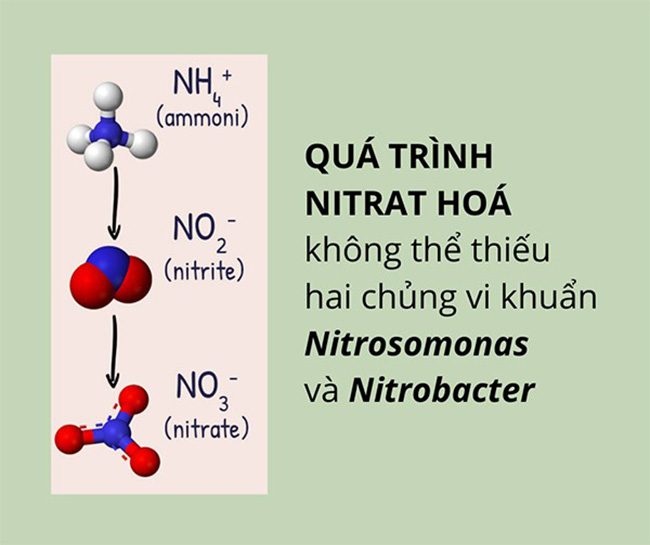 Bộ đôi Nitrosomonas và Nitrobacter không thể thiếu trong quá trình Nitrat hóa. Bộ đôi Nitrosomonas và Nitrobacter không thể thiếu trong quá trình Nitrat hóa.