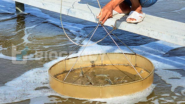 Xác định được đúng nguyên nhân sẽ giúp tôm vượt qua stress nhanh và hiệu quả. Xác định được đúng nguyên nhân sẽ giúp tôm vượt qua stress nhanh và hiệu quả.